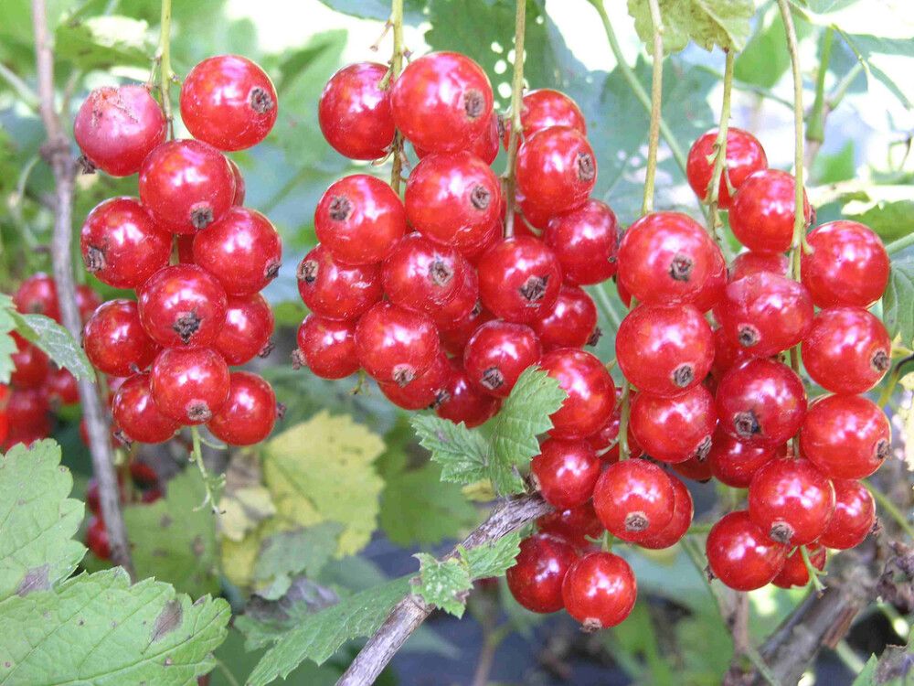 Punaherukka Jonkheer Van Tets Ribes Rubrum