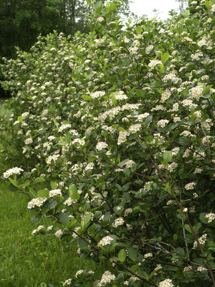 Marja-Aronia Mitschurinii Viking