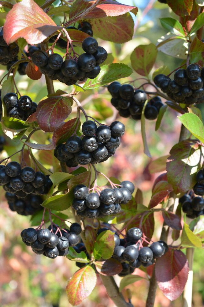 Marja-Aronia Mitschurinii Viking