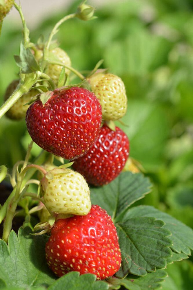 Mansikantaimi Polka 10 kpl