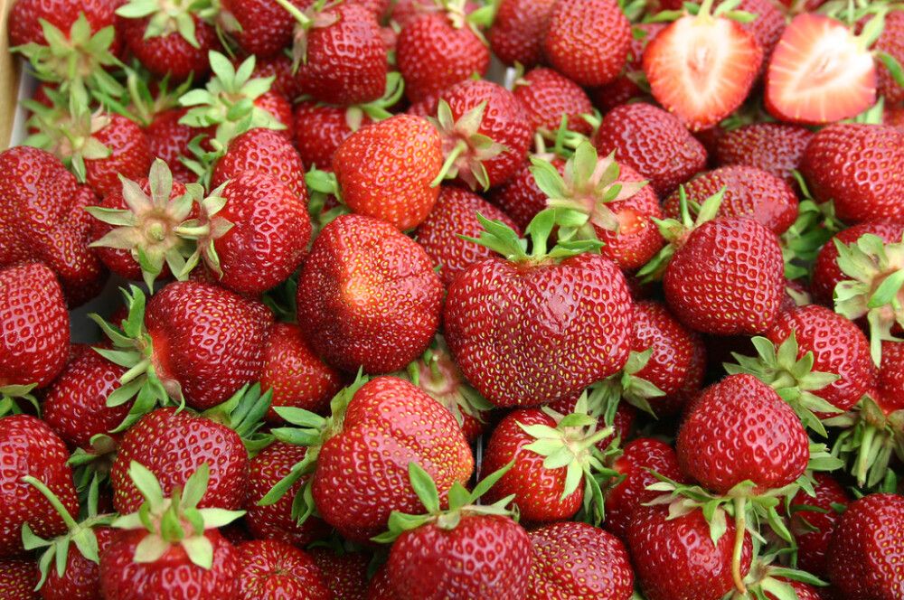 Mansikantaimi Polka 10 kpl