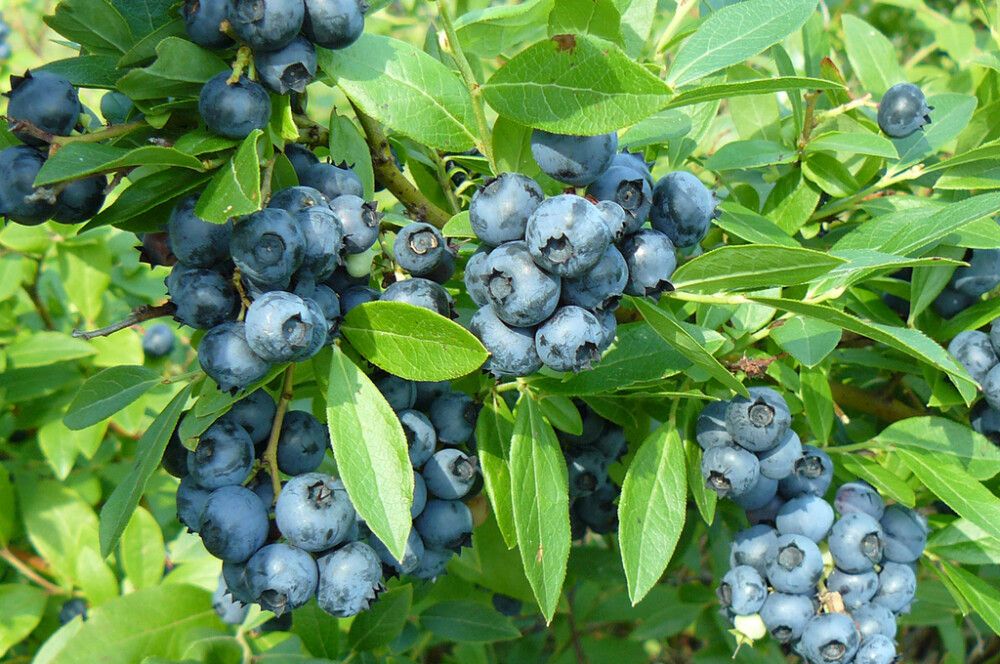 Tarhapensasmustikka Vaccinium Angustifolium Saani