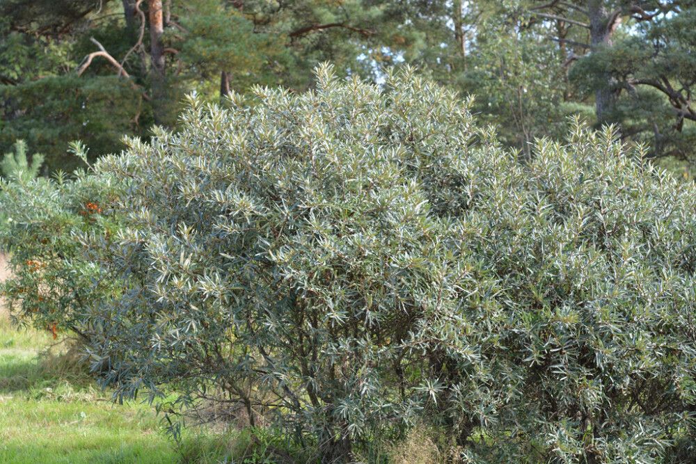 Tyrni Hippophae rhamnoides Tarmo