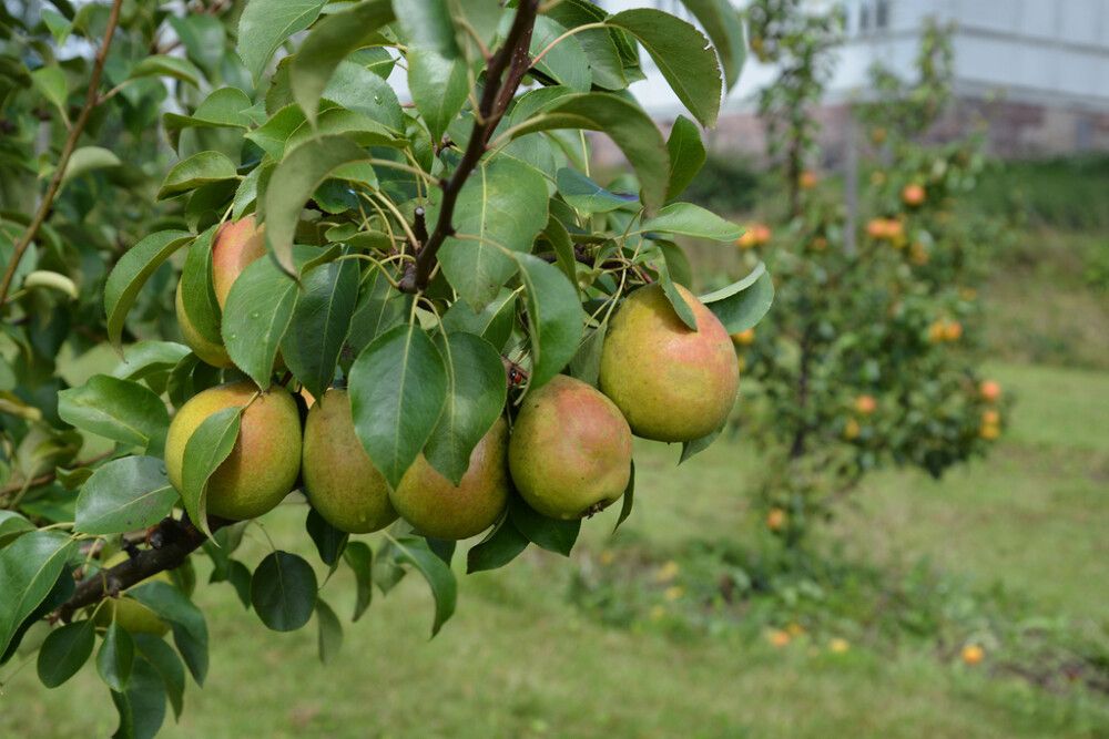 Päärynä Pyrus Communis Tsizovskaja