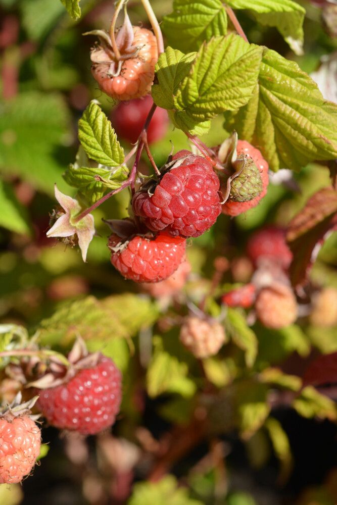 Pensasvadelma Rubus Idaeus Maurin Makea
