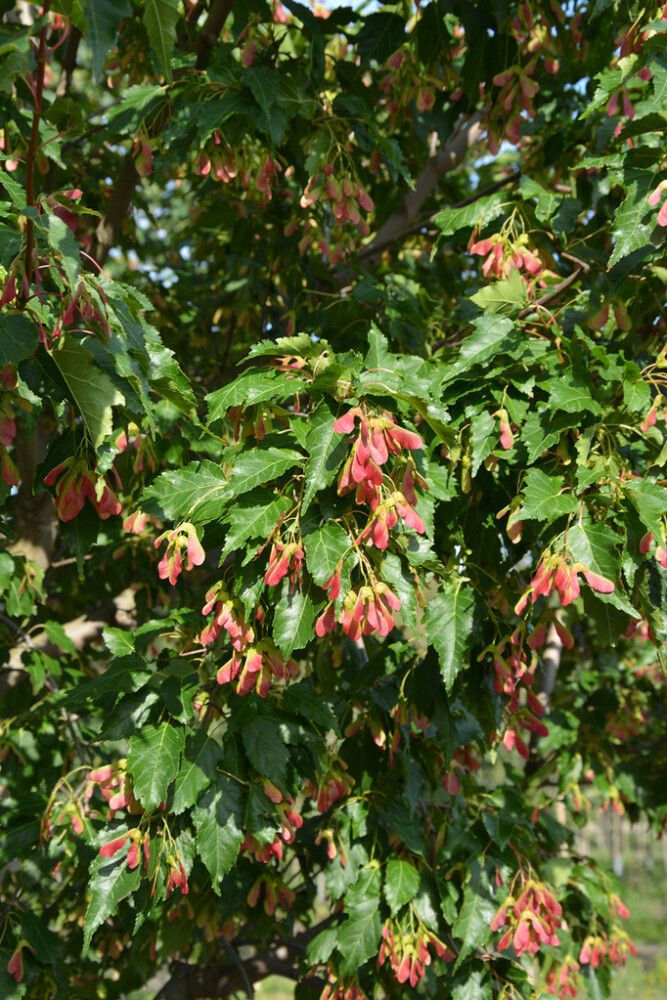 Mongolianvaahtera Acer Tataricum rungollinen