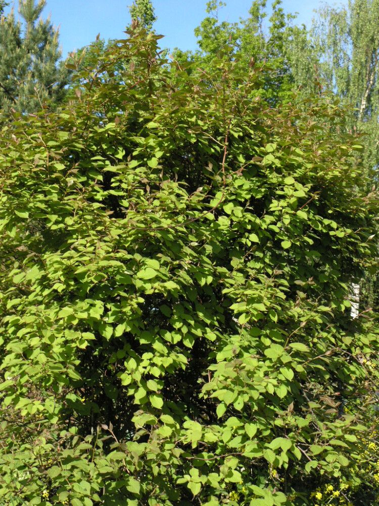 Kiinanlaikkuköynnös Actinidia Kolomikta Annikki