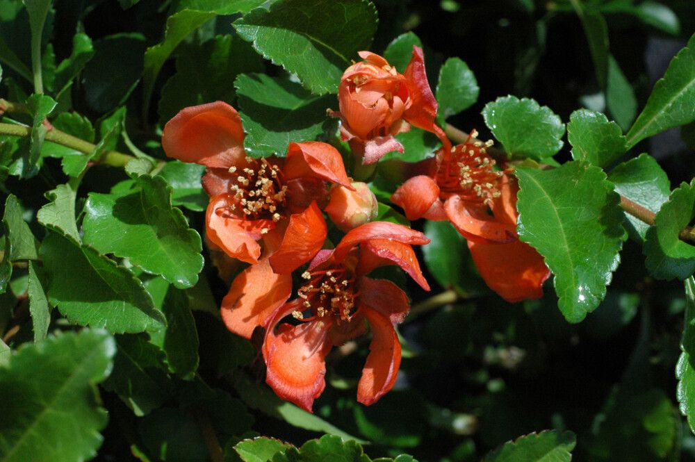 Japaninruusukvitteni Chaenomeles Japonica Venus