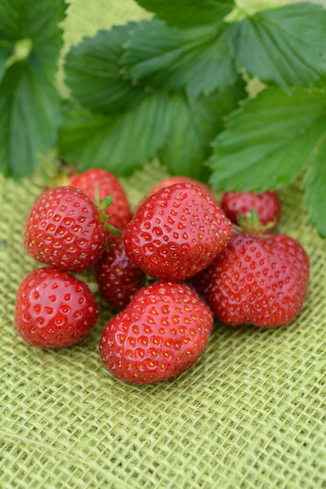 Mansikka Senga Sengana