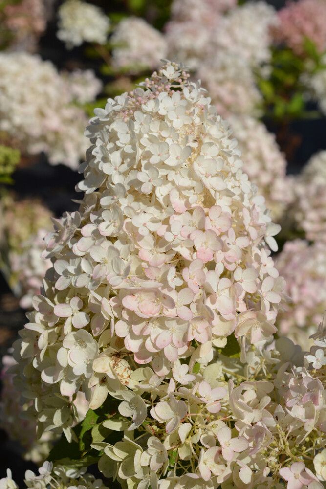 Syyshortensia Hydrangea Paniculata