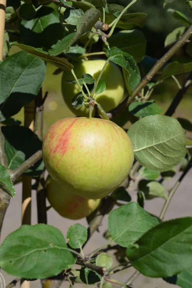 Omena Malus Domestica Antonovka