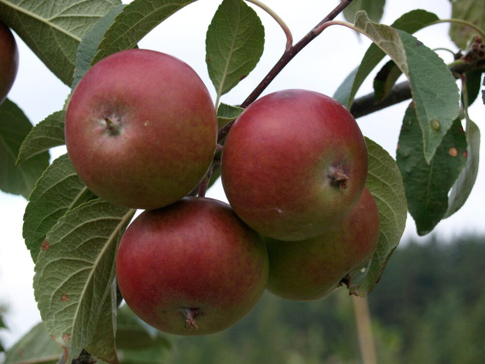 Omena Malus Domestica Petteri