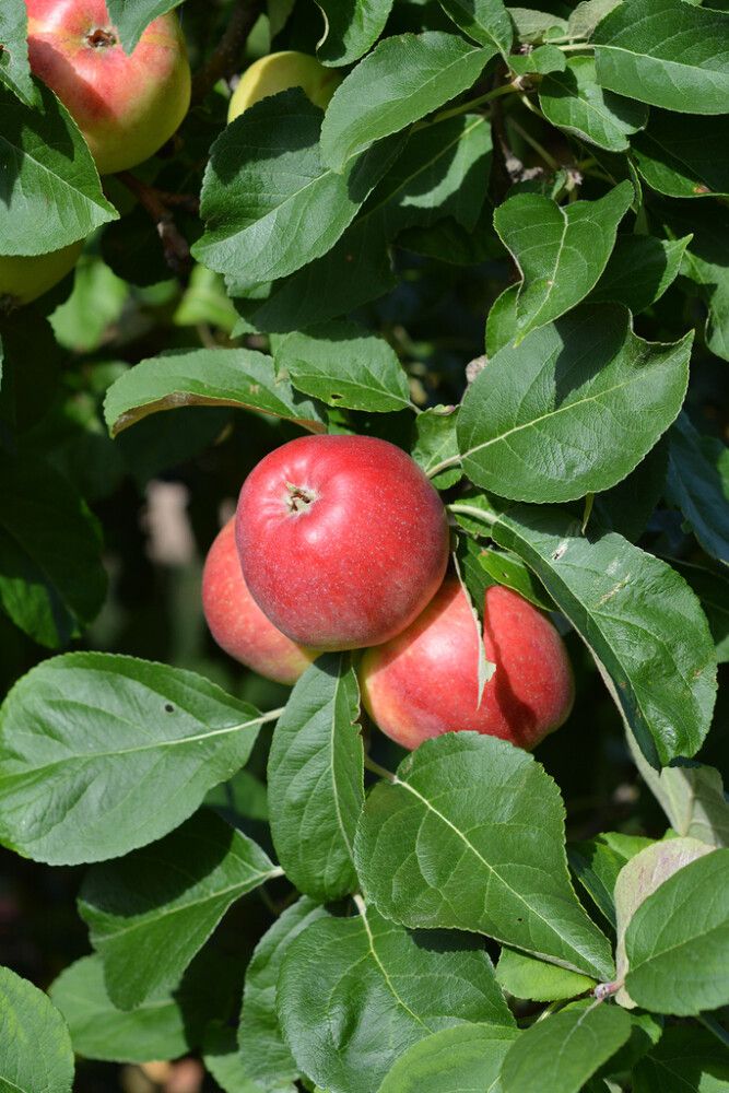 Omena Malus Domestica Sandra