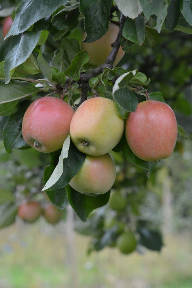 Omena Malus Domestica Akerö