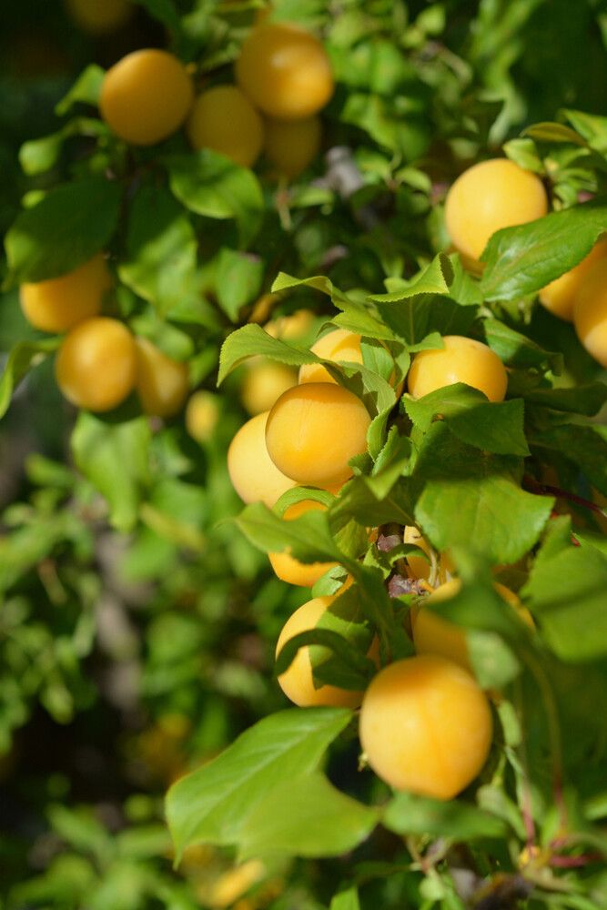 Kirsikkaluumu Prunus Cerasifera Podarok