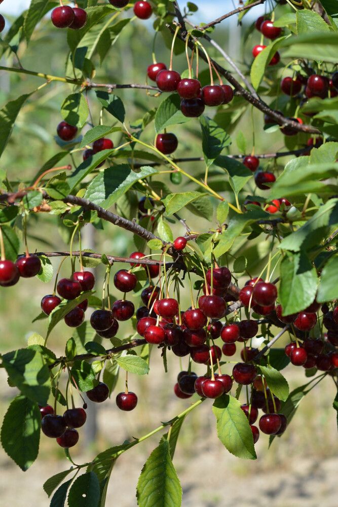 Suklaakirsikka Prunus Cerasus Chokoladnaja 