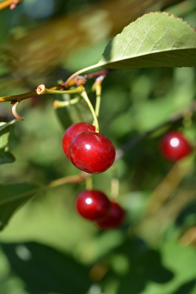 Kirsikka Prunus Cerasus Huvimajan Kuulasmarja