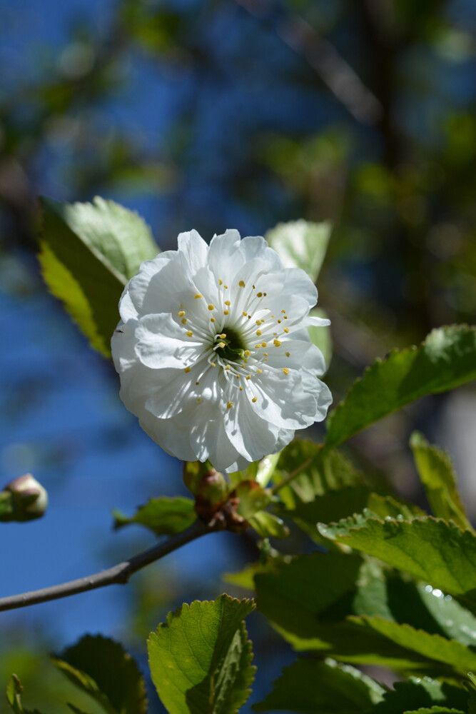 Kirsikka Schalinin Prunus Cerasus