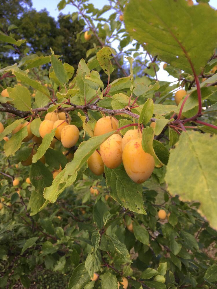 Laatokan keltaluumu Prunus Domestica Onega