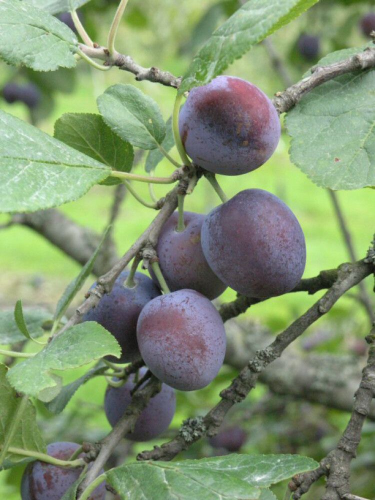Parikkalan Tummaluumu Prunus Domestica