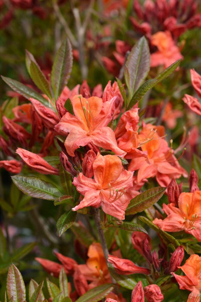 Gentinatsalea Rhododendron Aamurusko