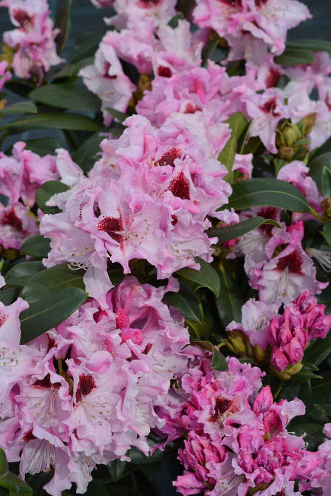 Alppiruusu Rhododendron Royal Butterfly