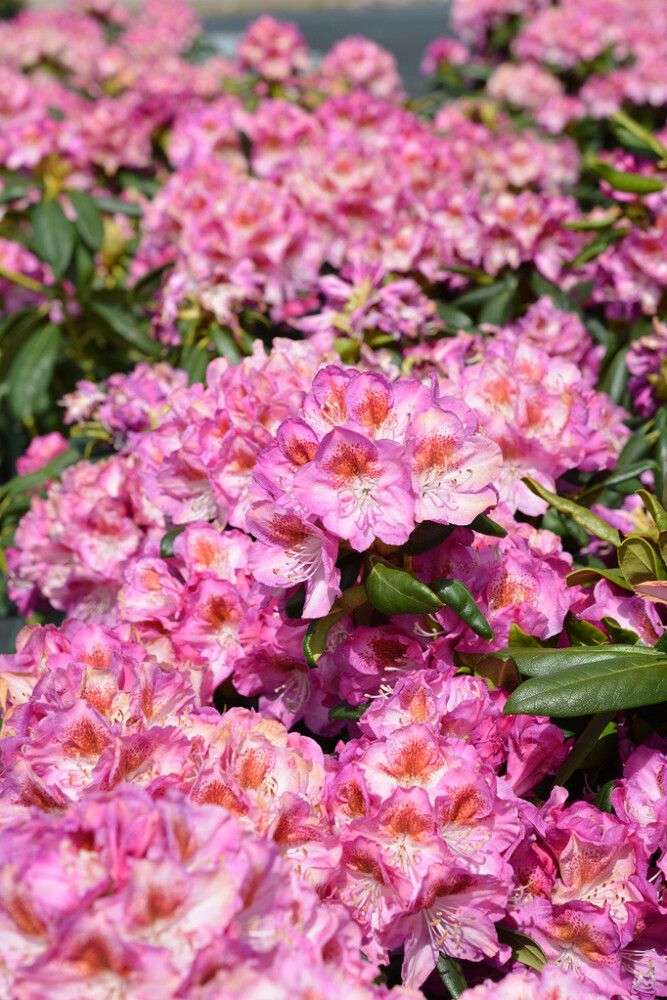 Alppiruusu Rhododendron Royal Violet