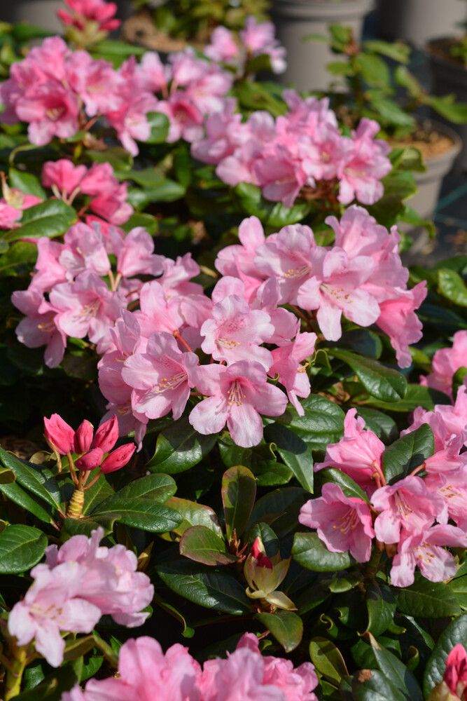 Alppiruusu Rhododendron Venla