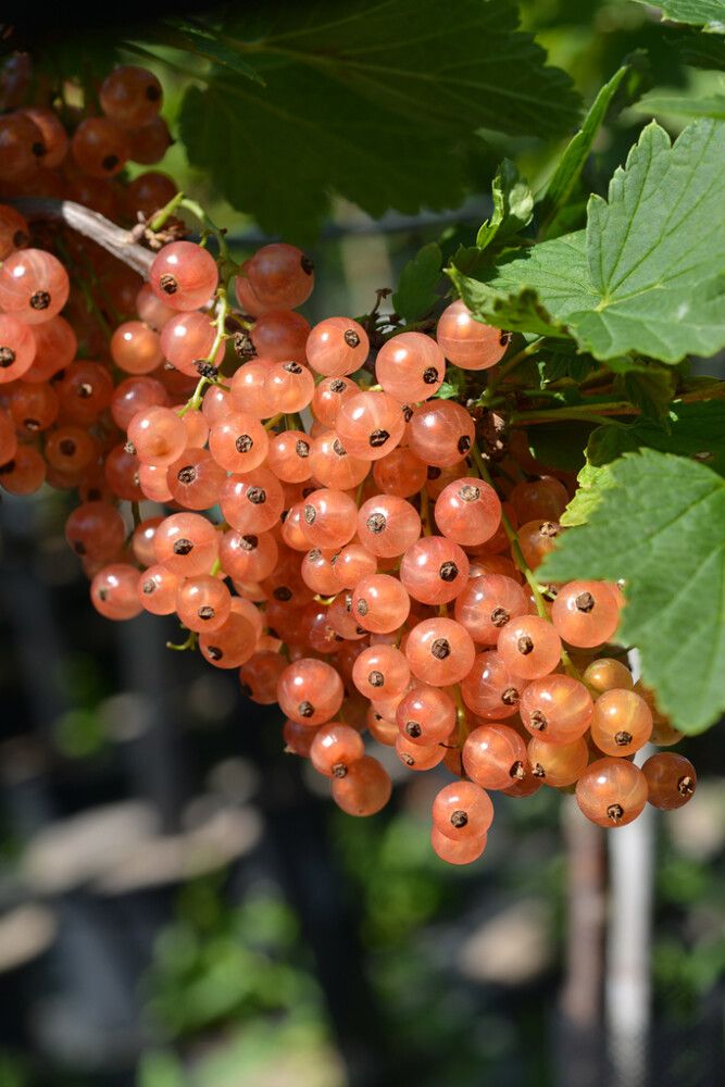 Vaaleanpunainen herukka Ribes Rubrum Aili