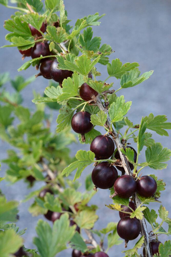 Vuoristokarviainen Ribes Uva Crispa Houghton