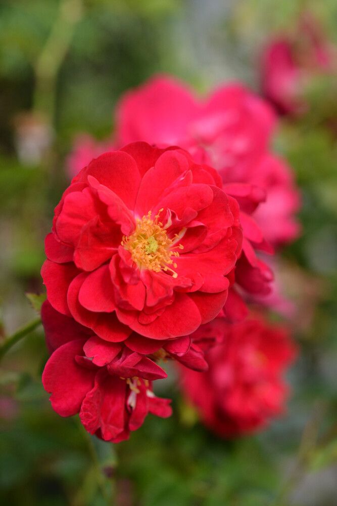 Köynnösruusu Rosa Henry Kelsey