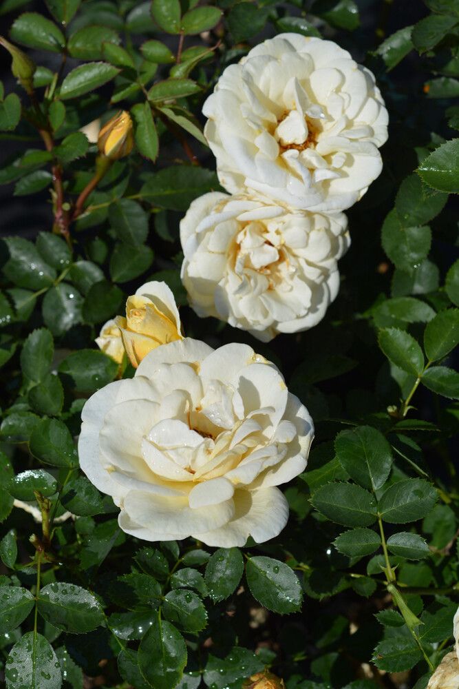Puistoruusu Rosa J.P. Connell