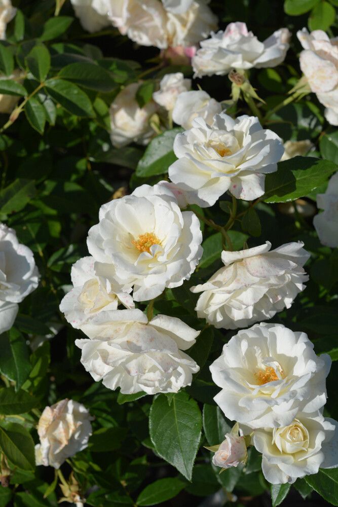 Ruusu Rosa Schneewittchen