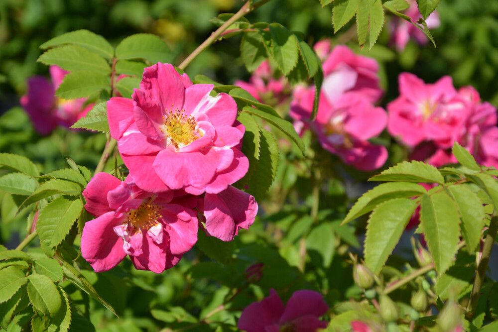 Ruusu Rosa William Baffin