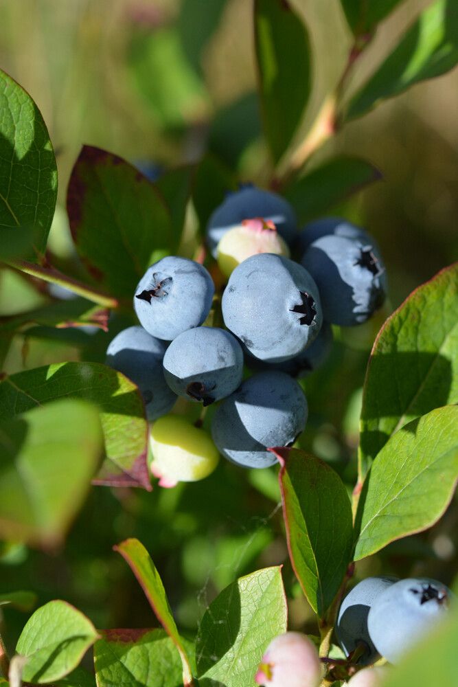 Tarhapensasmustikka Vaccinium Angustifolium Arto