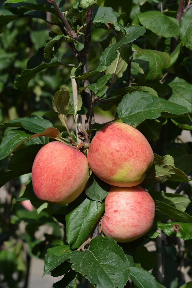 Omena Malus Domestica Jättimelba