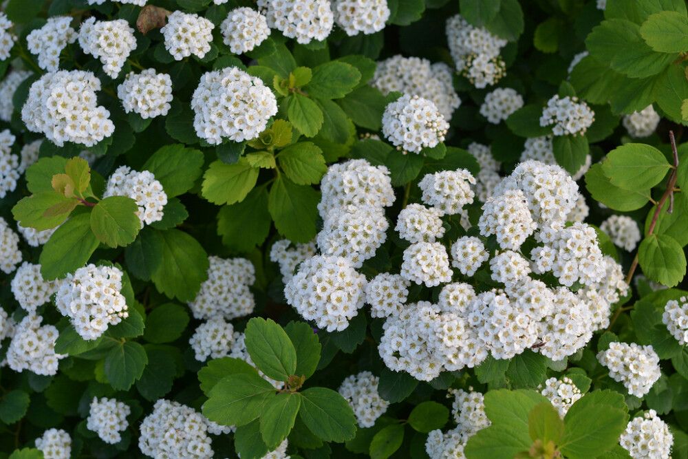 Koivuangervo Spiraea Betulifolia