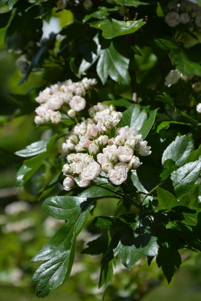 Helmiorapihlaja Crataegus Mordenensis Toba