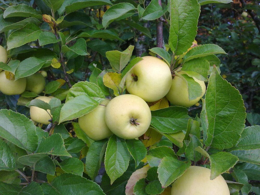 Omena Malus Domestica Borgovskoje