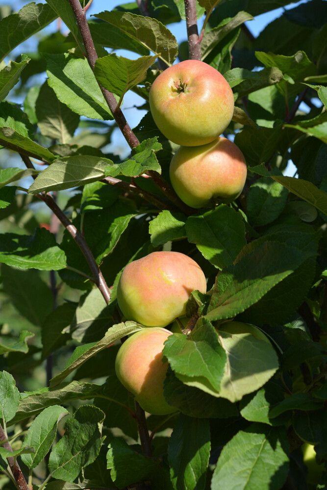 Omena Malus Domestica Ananaskaneli