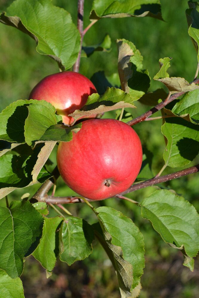 Omena Malus Domestica Railamo