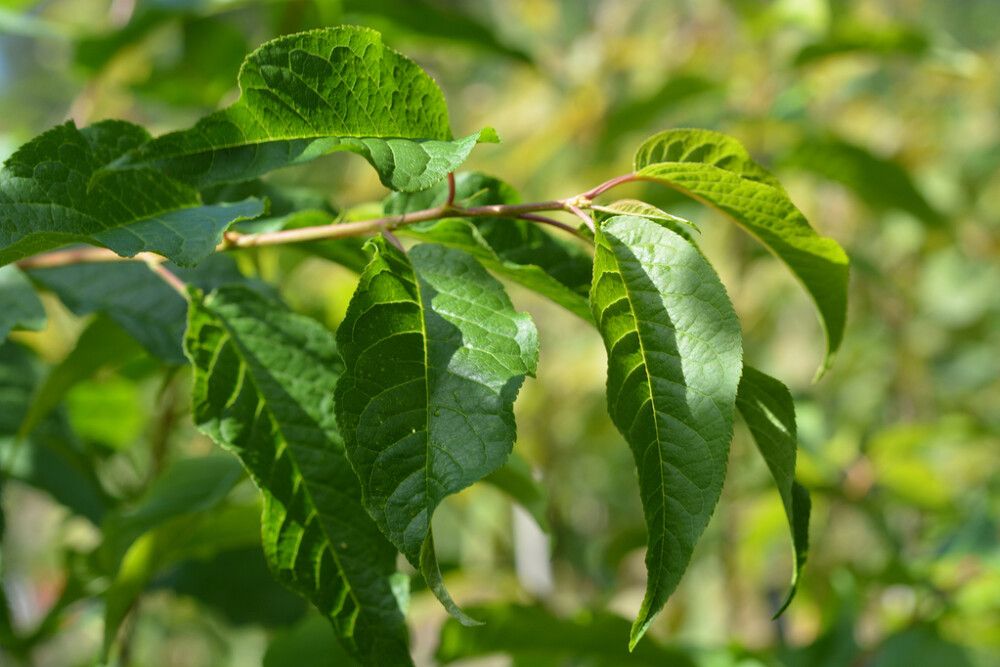 Tuohituomi Prunus Maackii
