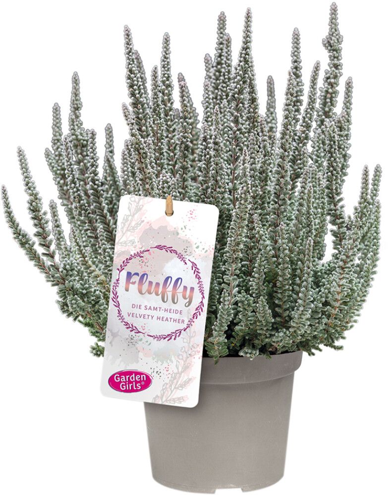 Kanerva Calluna Vulgaris Fluffy P11