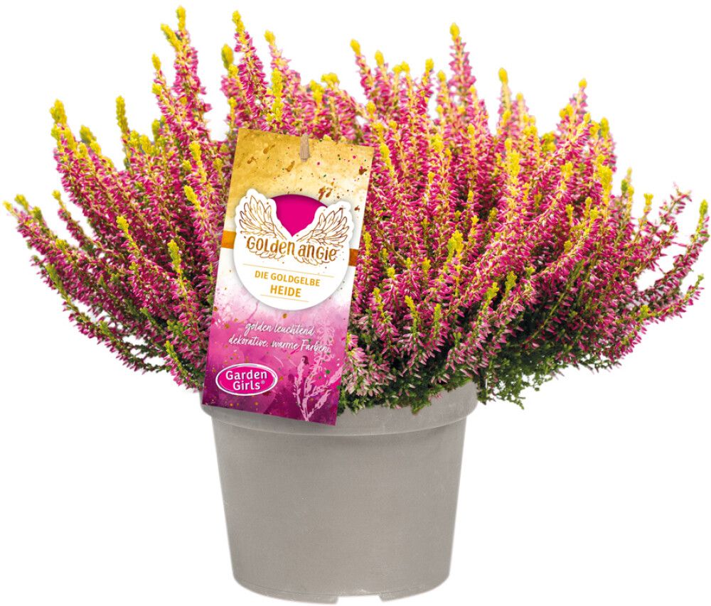 Kanerva Calluna Vulgaris Golden Angie P11