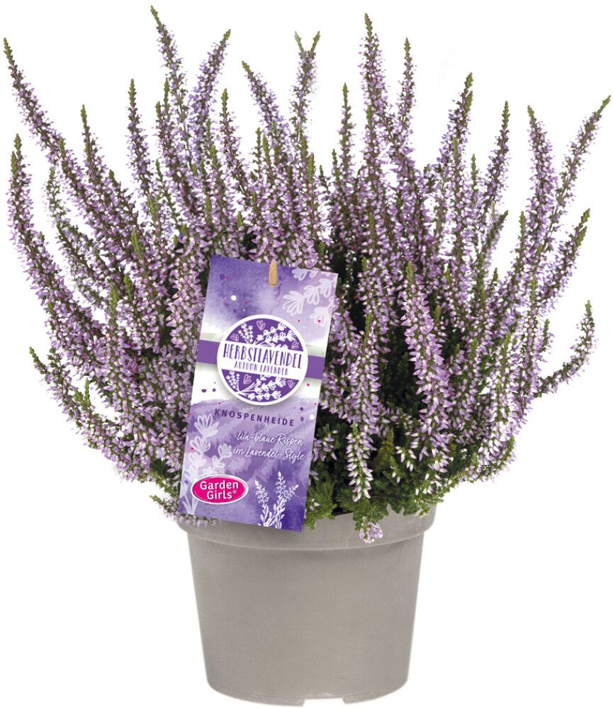 Kanerva Calluna Vulgaris Herbstlavendel P13