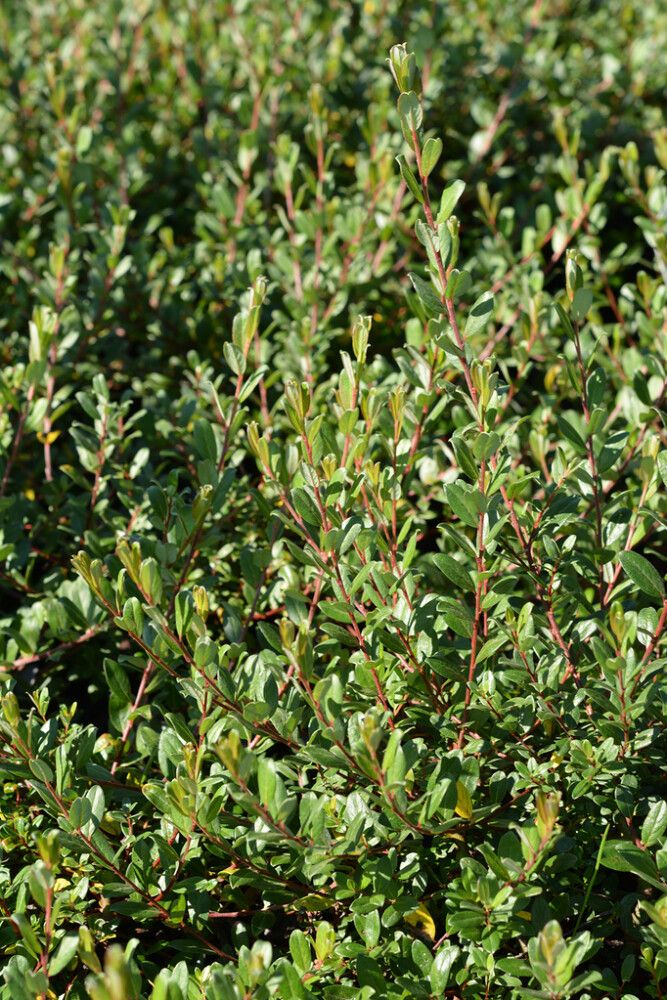 Peittopaju Tuhkimo Salix Aurora