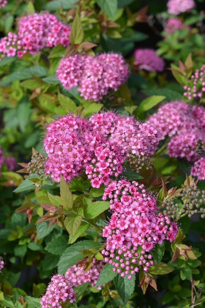 Tummakeijuangervo Spiraea Japonica Lilly