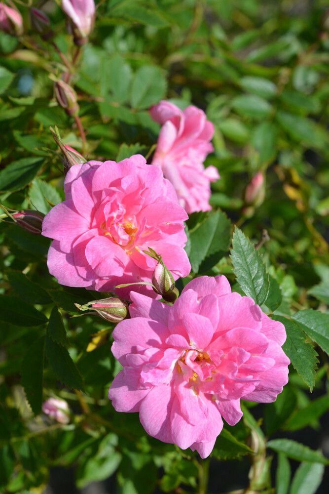 Puistoruusu Ilo rosa