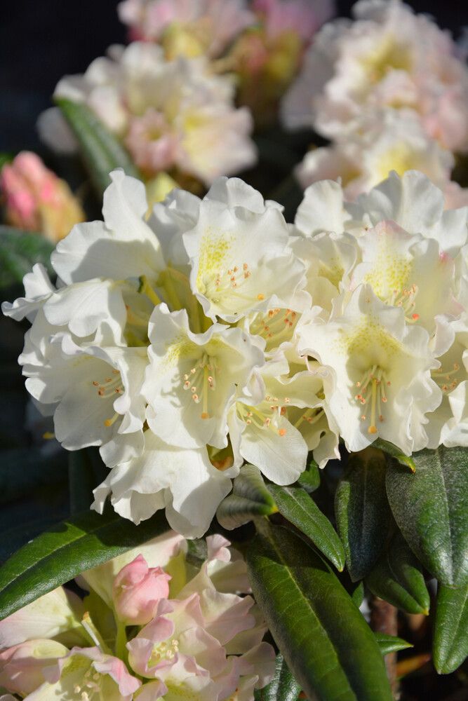 Alppiruusu Rhododendron Kullervo