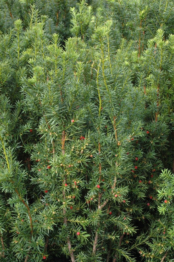 Kartiomarjakuusi Taxus Media Hicksii
